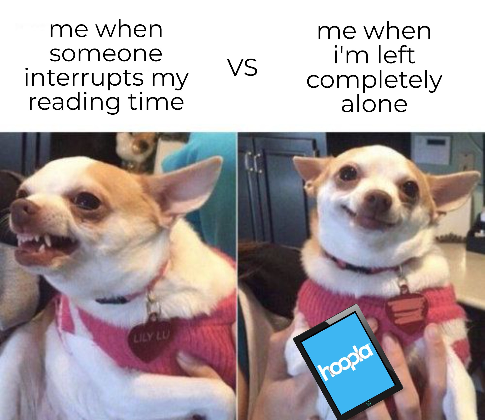 Social_MEME-AngryHappyChihuahua-Hoopla_2025