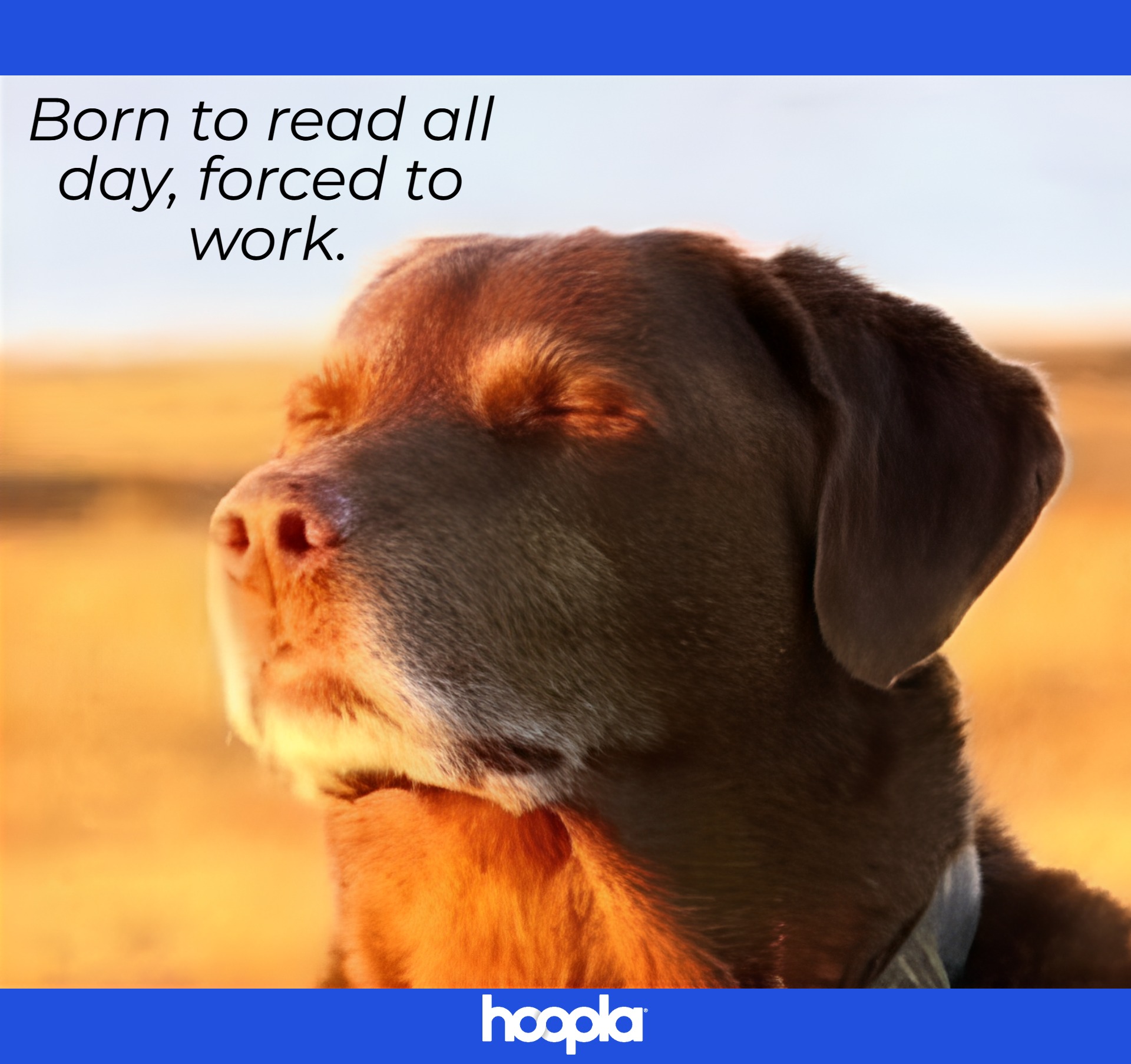 Social_MEME-DogClosingEyes-Hoopla_2025